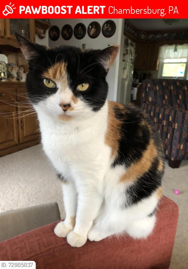 Lost Female Cat last seen Off warm spring road , Chambersburg , Chambersburg, PA 17202