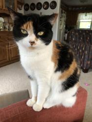 Lost Female Cat last seen Off warm spring road , Chambersburg , Chambersburg, PA 17202