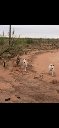 Found/Stray Unknown Dog last seen Near N County Rd 1275, Midland, TX 79707, Midland, TX 79707