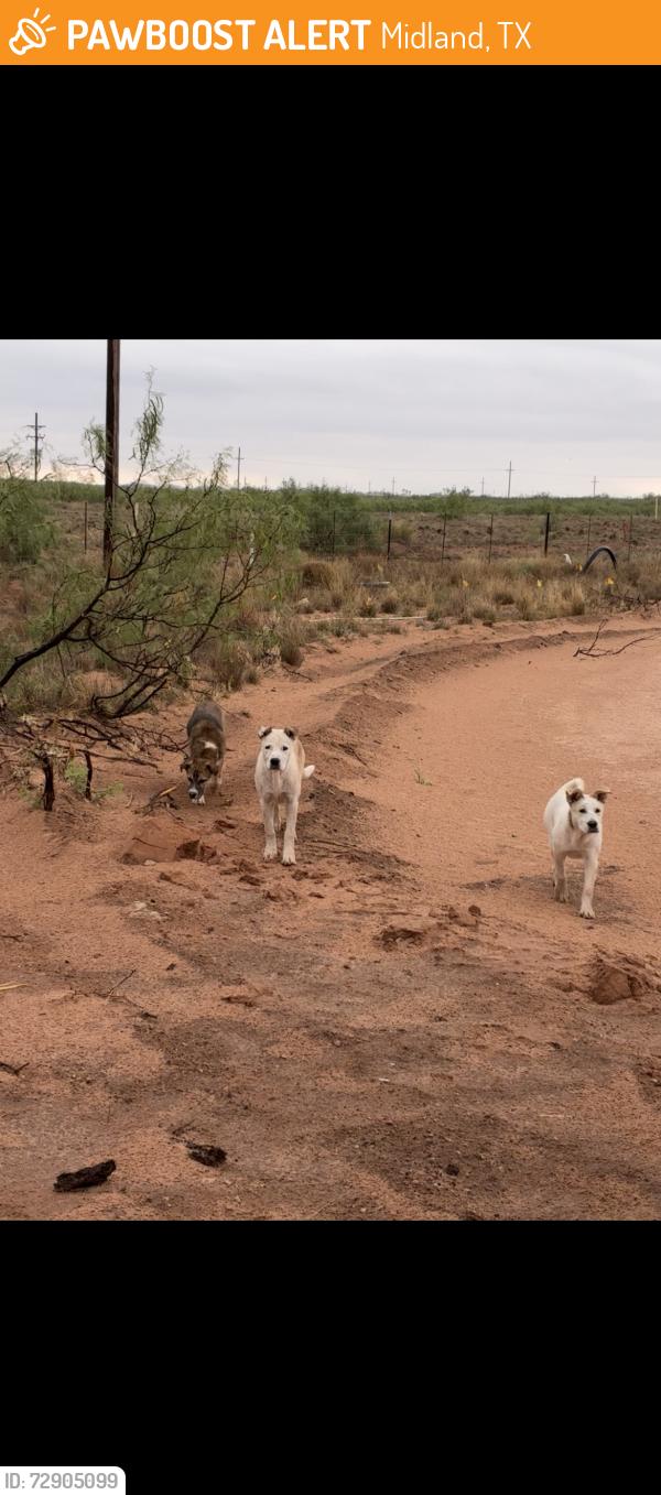 Found/Stray Unknown Dog last seen Near N County Rd 1275, Midland, TX 79707, Midland, TX 79707