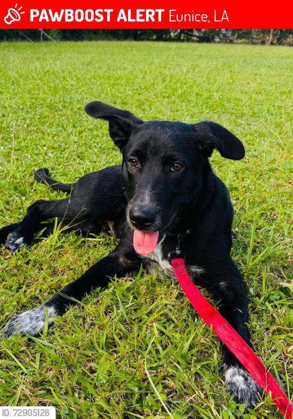 Lost Male Dog last seen Phillip avenue, Eunice, LA 70535