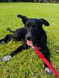Lost Male Dog last seen Phillip avenue, Eunice, LA 70535