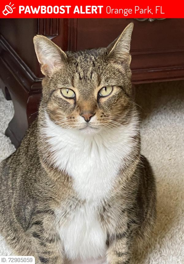 Lost Male Cat last seen St John’s Country Day School , Orange Park, FL 32073