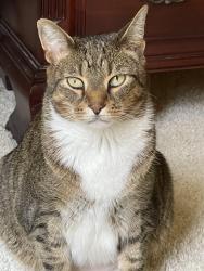 Lost Male Cat last seen St John’s Country Day School , Orange Park, FL 32073