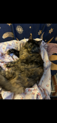 Lost Female Cat last seen Off Logan and Eggers, Fremont, CA 94536