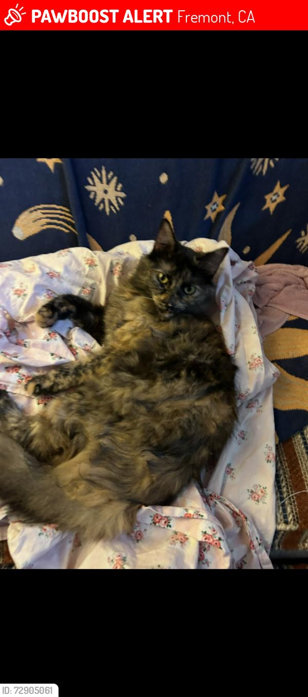 Lost Female Cat last seen Off Logan and Eggers, Fremont, CA 94536