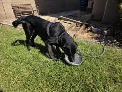 Found/Stray Male Dog last seen Boulder Creek: Weeks Bay River Rd. and Clearwater River Ave., Henderson, NV 89002