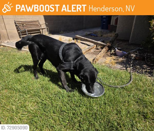 Found/Stray Male Dog last seen Boulder Creek: Weeks Bay River Rd. and Clearwater River Ave., Henderson, NV 89002