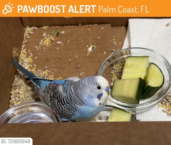 Rehomed Male Bird last seen Flemingwood Ln, Palm Coast, FL 32137