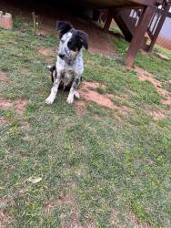 Lost Male Dog last seen Greenpond Road, Woodruff, SC 29388