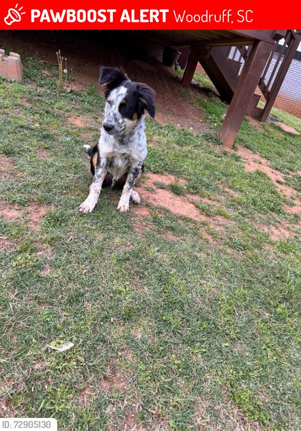 Lost Male Dog last seen Greenpond Road, Woodruff, SC 29388