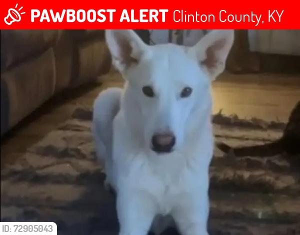 Lost Male Dog last seen pepsi plant , Clinton County, KY 42602