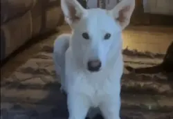 Lost Male Dog last seen pepsi plant , Clinton County, KY 42602