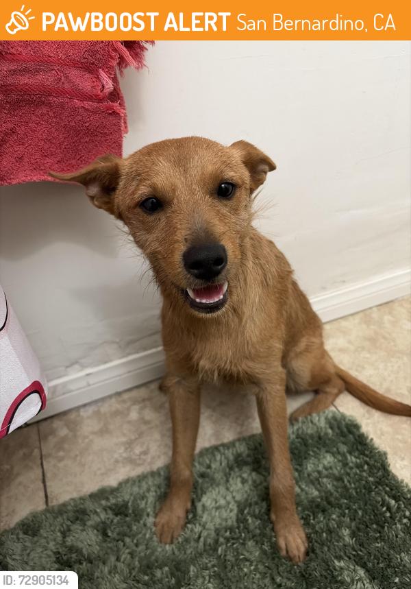 Found/Stray Female Dog last seen elm and sixth street , San Bernardino, CA 92410