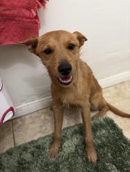 Found/Stray Female Dog last seen elm and sixth street , San Bernardino, CA 92410