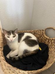 Lost Male Cat last seen Montague and Memorial Hwy, Tampa, FL 33635
