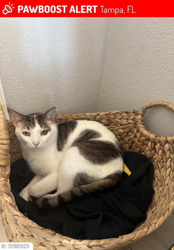 Lost Male Cat last seen Montague and Memorial Hwy, Tampa, FL 33635