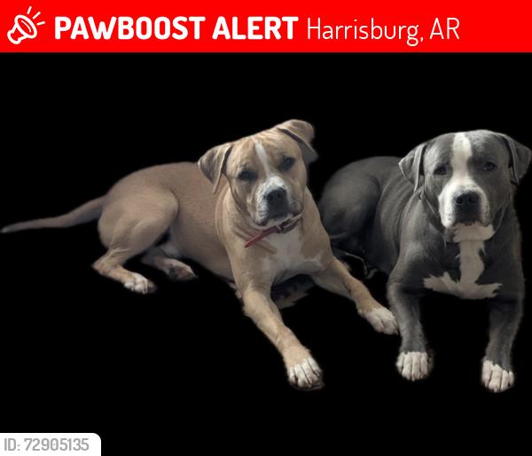 Lost Female Dog last seen Near Hwy 63 and Hwy 1 , Harrisburg, AR 72432