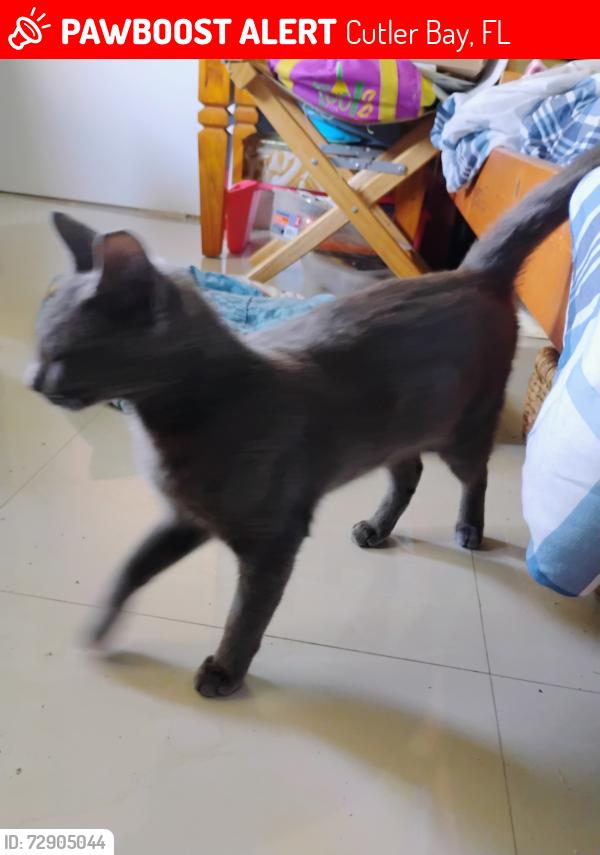 Lost Male Cat last seen Caribbean , Cutler Bay, FL 33189