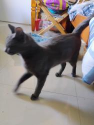 Lost Male Cat last seen Caribbean , Cutler Bay, FL 33189