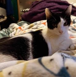 Reunited Female Cat last seen Franklyn Gardens, Hainault, Ilford. , Greater London, England IG6