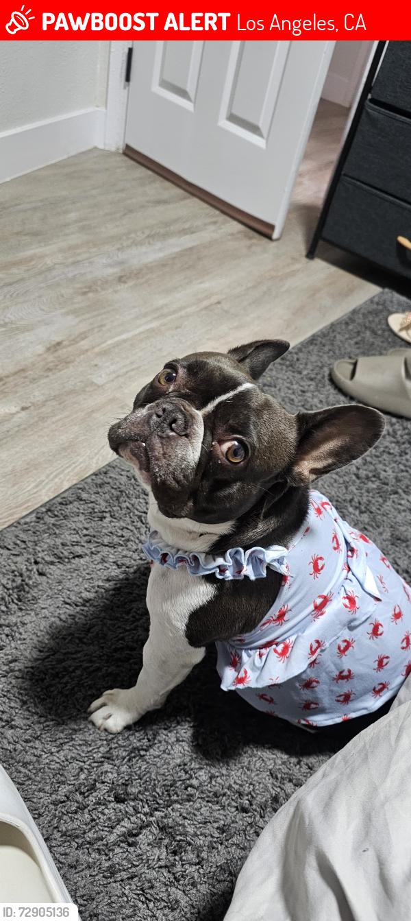 Lost Female Dog last seen 5353 smiley Dr Los Angeles ,CA, Los Angeles, CA 90016