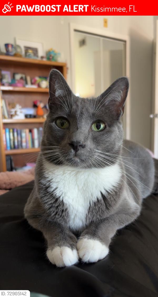 Lost Male Cat last seen Mango Key apmt, Kissimmee, FL 34747
