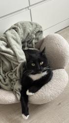 Lost Male Cat last seen Green Lane, Edgware, Greater London, England HA8 7PL
