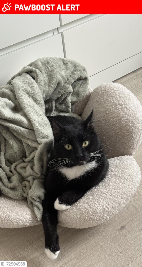 Lost Male Cat last seen Green Lane, Edgware, Greater London, England HA8 7PL