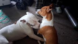 Reunited Male Dog last seen joy rd and evergreen , Inkster, MI 48141