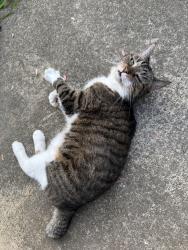 Lost Female Cat last seen Winding Springs Elementary, Charlotte, NC 28269