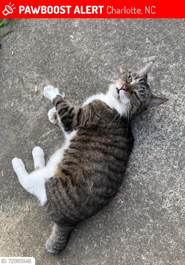 Lost Female Cat last seen Winding Springs Elementary, Charlotte, NC 28269