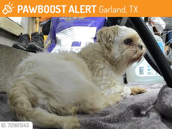 Found/Stray Female Dog last seen Broadway Blvd. & W. Linda Dr., Garland, TX 75041