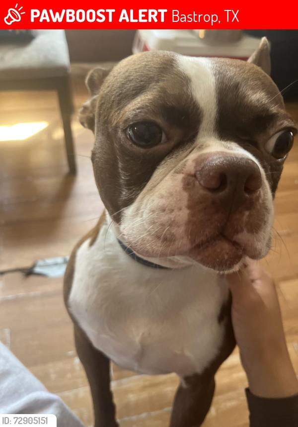 Lost Male Dog last seen S shore rd , Bastrop, TX 78602