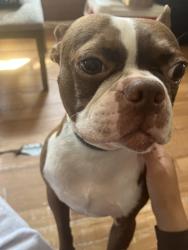 Lost Male Dog last seen S shore rd , Bastrop, TX 78602
