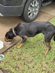Found/Stray Male Dog last seen Near Desert Springs Circle, Houston TX 77095, Houston, TX 77095