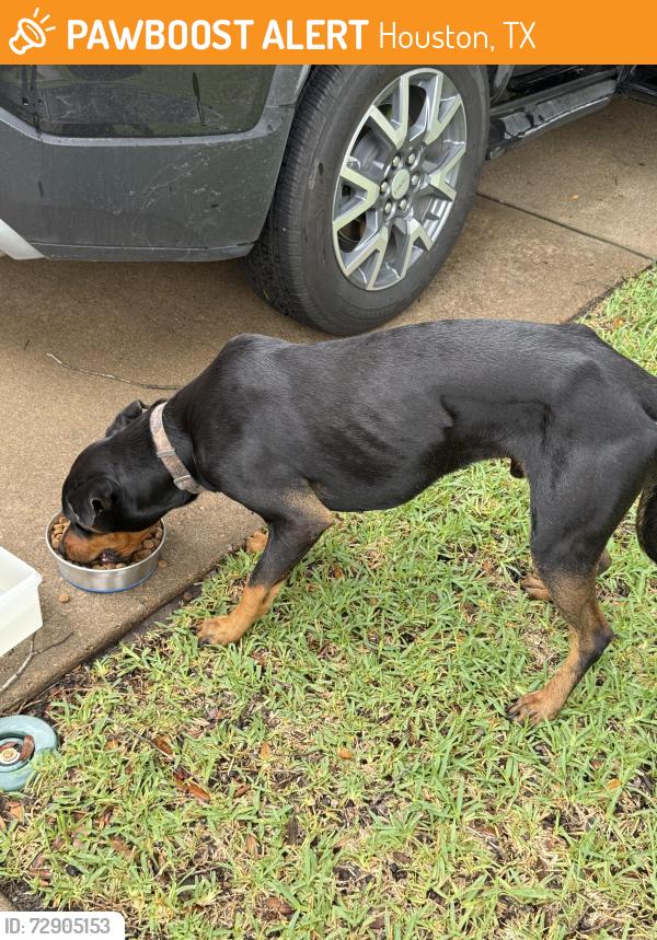 Found/Stray Male Dog last seen Near Desert Springs Circle, Houston TX 77095, Houston, TX 77095
