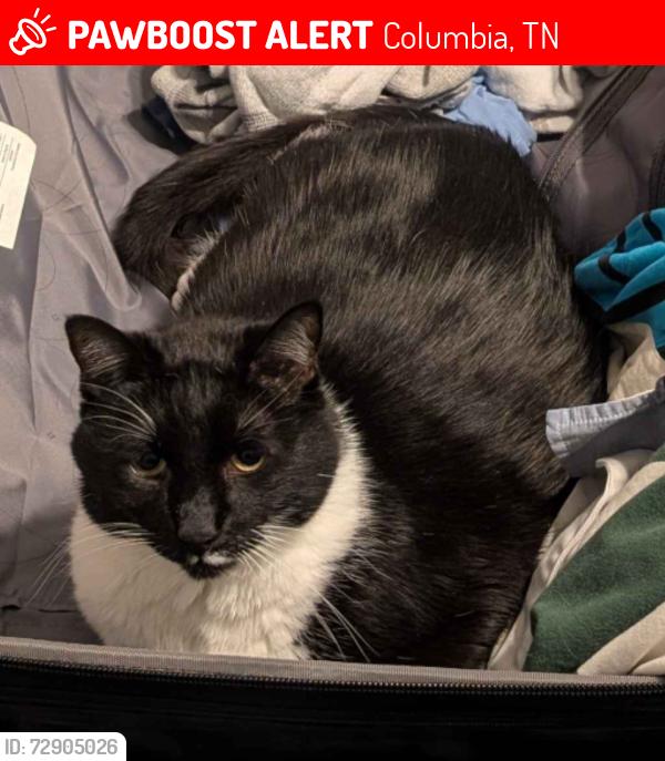 Lost Male Cat last seen Polk Drive, Hazel St, Polk St, E Willow St, Columbia, TN 38401