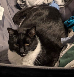 Lost Male Cat last seen Polk Drive, Hazel St, Polk St, E Willow St, Columbia, TN 38401