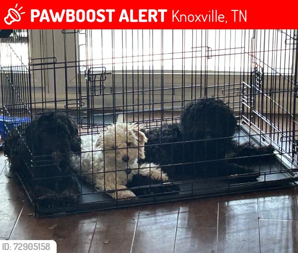 Lost Female Dog last seen Farragut crossing, Knoxville, TN 37934