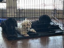 Lost Female Dog last seen Farragut crossing, Knoxville, TN 37934