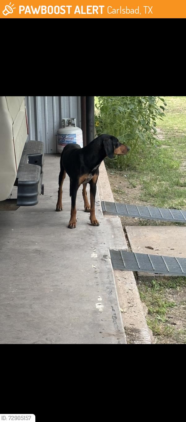 Found/Stray Male Dog last seen Carlsbad tx , Carlsbad, TX 76934