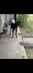 Found/Stray Male Dog last seen Carlsbad tx , Carlsbad, TX 76934