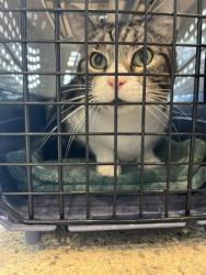 Shelter Stray Female Cat last seen Nashville, TN 37115, Fishers, IN 46038