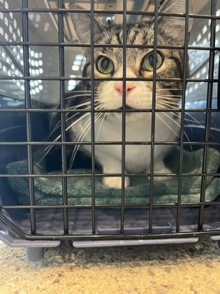 Shelter Stray Female Cat last seen Nashville, TN 37115, Fishers, IN 46038
