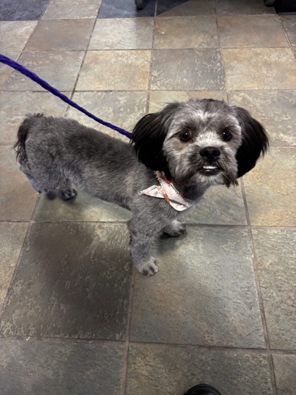 Shelter Stray Male Dog last seen Near Vista del Sol Dr, CITY of El Paso, TX, Fort Bliss, TX 79906