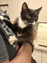 Shelter Stray Female Cat last seen Memphis, TN , Bartlett, TN 38134