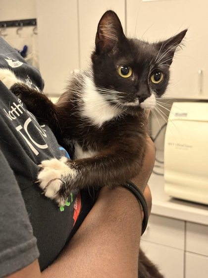Shelter Stray Female Cat last seen Memphis, TN , Bartlett, TN 38134