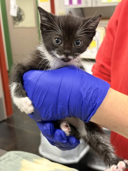 Shelter Stray Female Cat last seen Memphis, TN , Bartlett, TN 38134