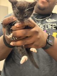 Shelter Stray Female Cat last seen Memphis, TN , Bartlett, TN 38134